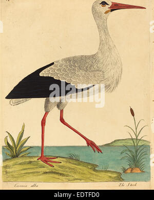 Eleazar Albin (British, aktive 1713-1759), der Storch (Ciconia Alba), veröffentlicht 1731-1738, handkolorierten Radierung Stockfoto