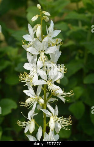 Ergeben Sie sich mit weißen Blüten von Dictamnus Albus, brennenden Dornbusch. Weißer Diptam ist eine krautige Staude, ursprünglich aus warmen Lebensräumen, orn Stockfoto