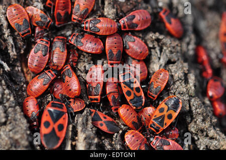 Firebug rote Insekten Kolonie auf Baumrinde Stamm. Natur Makro. Stockfoto