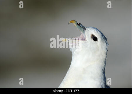 Nördlicher Fulmar Fulmarus glacialis, ausgewachsener männlicher Vogel, der den Kopf zeigt und zeigt Und Hals, Yorkshire, Großbritannien Stockfoto