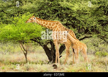 Weibliche Giraffe und Kalb Surfen Blätter auf auf Onguma nahe Etosha National Park, Namibia, Afrika. Stockfoto