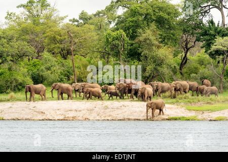 Herde von afrikanischen Elefanten am Ufer des Flusses Sambesi in Sambia, Afrika, am gegenüberliegenden Flussufer abgebildet. Stockfoto