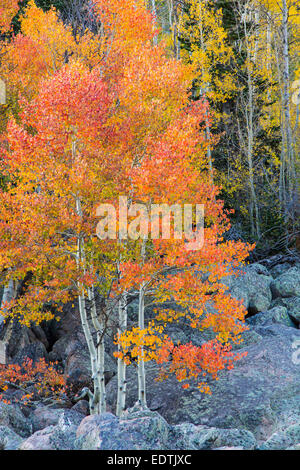 Bright farbigen Herbst Aspen Bäume entlang Bear Lake Rd in Colorado Rocky Mountains National Park Stockfoto