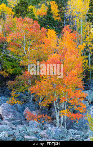 Bright farbigen Herbst Aspen Bäume entlang Bear Lake Rd in Colorado Rocky Mountains National Park Stockfoto