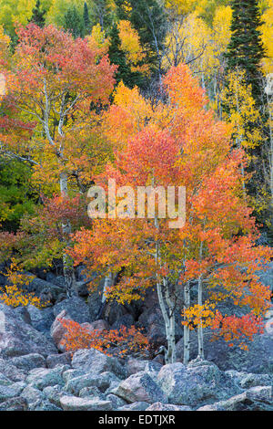 Bright farbigen Herbst Aspen Bäume entlang Bear Lake Rd in Colorado Rocky Mountains National Park Stockfoto