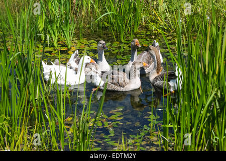 Eine Gruppe von Gänse in einem sumpfigen Teich schwimmen. Stockfoto