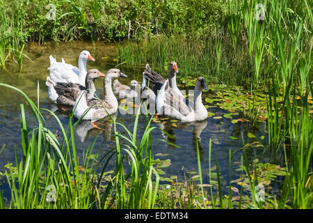 Eine Gruppe von Gänse in einem sumpfigen Teich schwimmen. Stockfoto