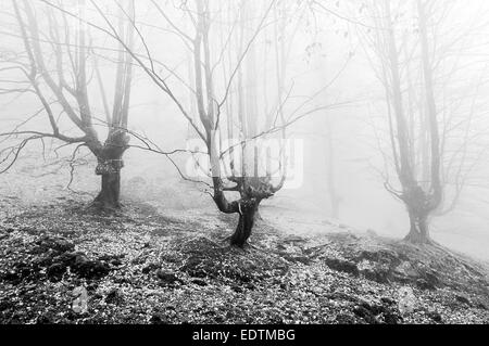 Wald mit Nebel in schwarz / weiß Stockfoto