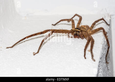 Grosse Spinne An Einer Wand Stockfoto Bild 245755903 Alamy
