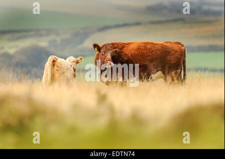 Ruby Red Rinder roaming in grasbewachsenen Moor auf Exmoor, Großbritannien Stockfoto