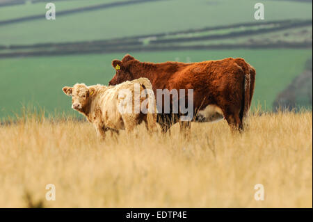 Ruby Red Rinder roaming in grasbewachsenen Moor auf Exmoor, Großbritannien Stockfoto