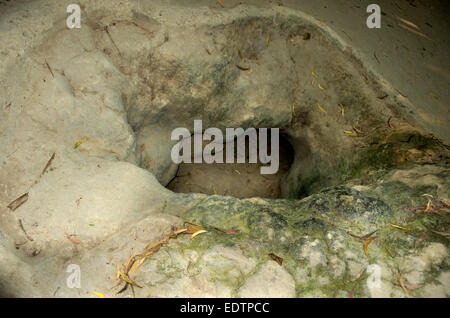 Cu Chi Tunnel, Tunneleingang Stockfoto