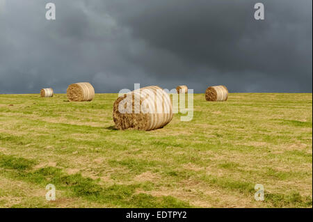 Rundballen Stroh in einen Acker, Exmoor, Großbritannien Stockfoto