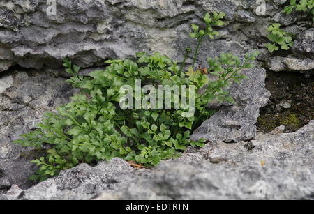 Wand-Rue - Asplenium Ruta-muraria Stockfoto