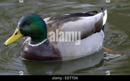 Stockente Stockfoto