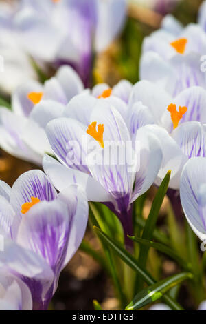 Eine schöne gestreifte Sorte von Krokus genannt Pickwick. Stockfoto