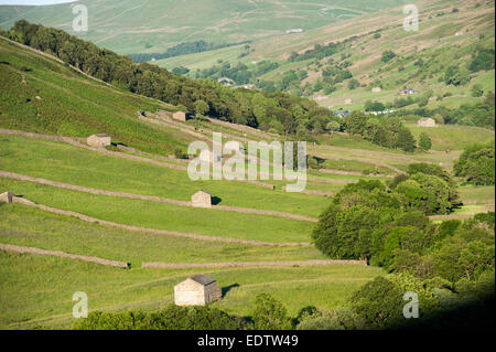 Scheunen und Trockensteinmauern im Swaledale nahe Thwaite. Yorkshire Dales National Park Stockfoto