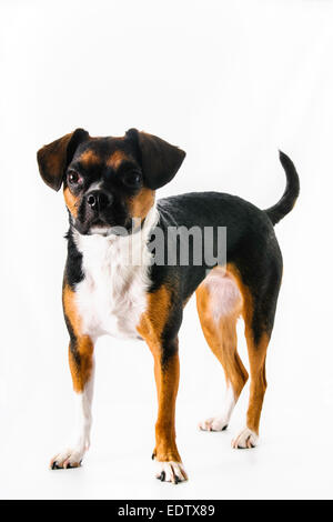 Braune und weiße Beagle und Boston Terrier Mischling Hund auf weißem Hintergrund Stockfoto