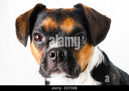 Braune und weiße Beagle und Boston Terrier Mischling Hund auf weißem Hintergrund Stockfoto