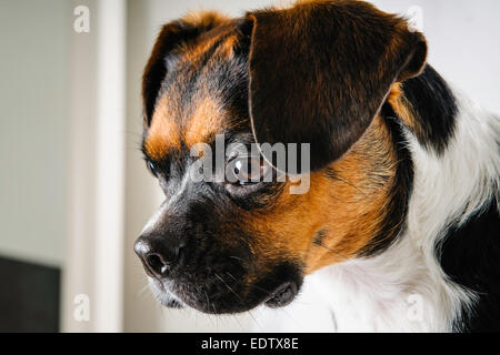 Braune und weiße Beagle und Boston Terrier Mischling Hund auf weißem Hintergrund Stockfoto