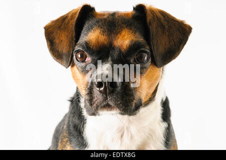 Braune und weiße Beagle und Boston Terrier Mischling Hund auf weißem Hintergrund Stockfoto