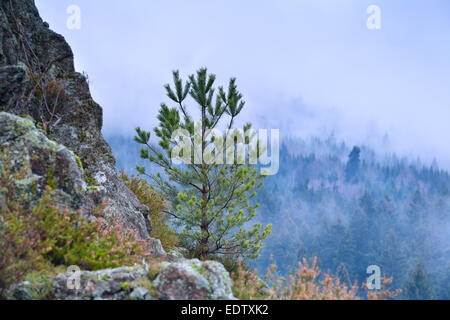 Kiefer auf Rock und nebligen Bergen, Deutschland Stockfoto