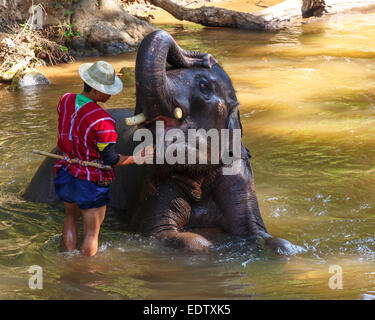 Thai Elefant wurde nehmen Sie ein Bad mit Mahout (Elefanten-Treiber, Elefant Keeper) in Maesa Elephant Camp, Chiang Mai, Thailand Stockfoto