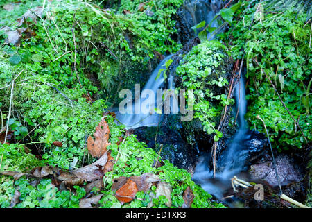 kleinen Gebirgsbach und Grüns bei Langzeitbelichtung Stockfoto