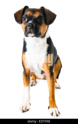 Braune und weiße Beagle und Boston Terrier Mischling Hund auf weißem Hintergrund Stockfoto