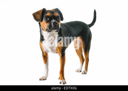 Braune und weiße Beagle und Boston Terrier Mischling Hund auf weißem Hintergrund Stockfoto