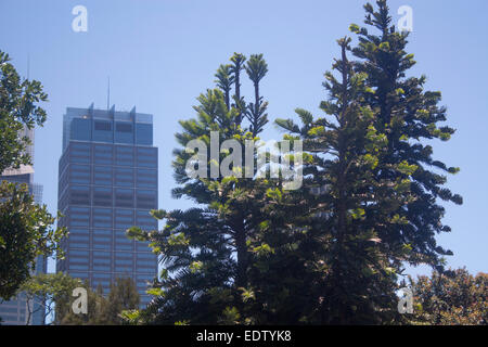 Wollemi Pine Tree Wollemia Nobilis Dinosaurier Baum oder fossiler Baum entdeckte 1994 in einer abgelegenen Gegend von Wollemi National Stockfoto