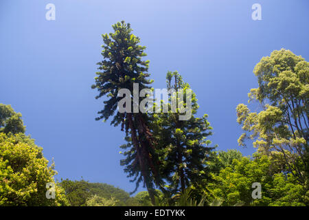 Wollemi Pine Tree Wollemia Nobilis Royal Botanic Garden Sydney NSW Australia Stockfoto