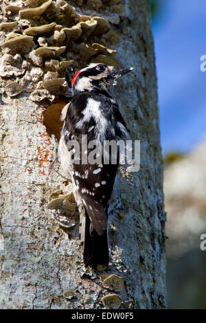 Dunenspecht (Picoides Pubescens) männlich thront auf Baumstamm Vorbereitung Nest Loch am Buttertubs Marsh, Nanaimo, BC im April Stockfoto