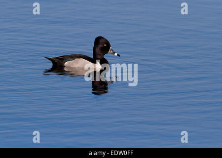 Ring – Necked Duck (Aythya Collaris) männlichen auf See am Buttertubs Marsh, Vancouver Island, BC, Kanada im April Stockfoto