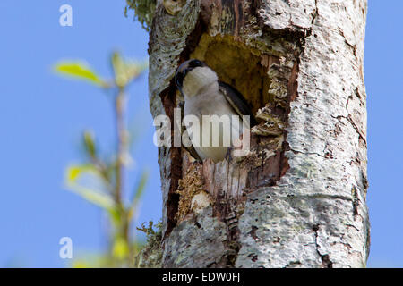 Baum-Schwalbe (Tachycineta bicolor) thront in einem Nest Loch am Buttertubs Marsh, Nanaimo, BC, Vancouver Island, Kanada im April Stockfoto