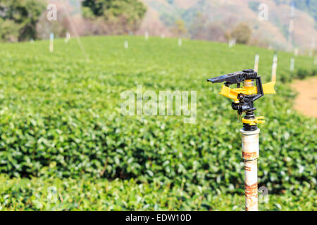 Sprinkler- und Tee-Plantage in Doi Mae Salong in Chiangrai, Thailand Stockfoto