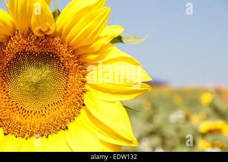 Nahaufnahme von Sonnenblume mit blauen Himmel und Bokeh bei Chiangrai, Thailand Stockfoto