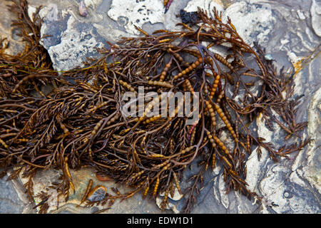 SEETANG und FELSFORMATIONEN sind ein Lieblingsfach in WESTON BEACH - POINT LOBOS STATE PARK, Kalifornien Stockfoto