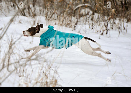 Hund im Sweatshirt laufen im Schnee Stockfoto