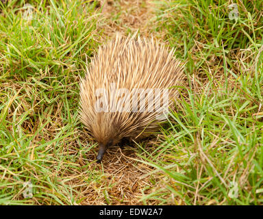 Ameisenigel im Busch Stockfoto