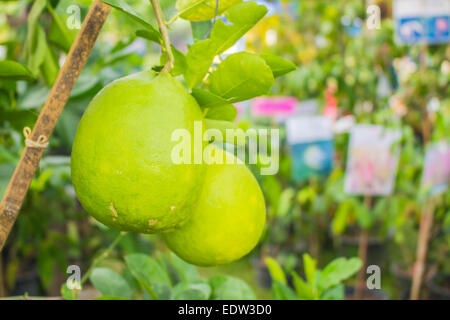 Grapefruit an den Baum hängen. Stockfoto