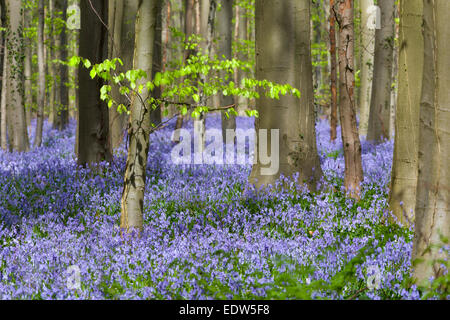 Zeigen ihre ersten Blätter im Frühling Glockenblumen Wald Buche Stockfoto