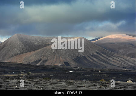 Weinberge auf schwarzem Vulkansand in La Geria Tal, Insel Lanzarote, Kanarische Inseln, Spanien Stockfoto