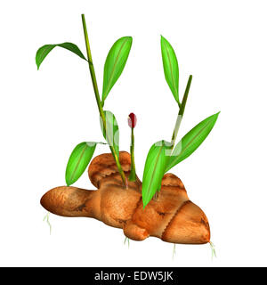 Zingiber Stockfoto