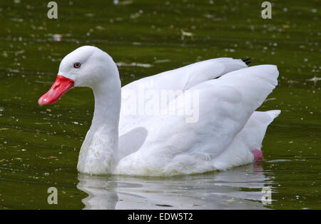 Coscoroba Schwan (Coscoroba Coscoroba) Stockfoto