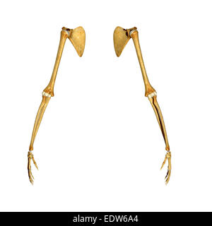 Menschliche Hände Stockfoto