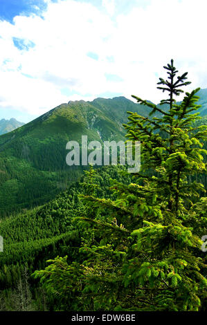 Schönen grünen Tal mit Wäldern bedeckt Stockfoto