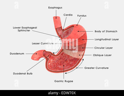 Magen-Schichten Stockfoto