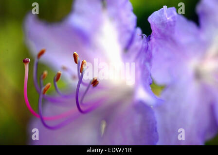 Nahaufnahme von Rhododendron-Blüte Stockfoto