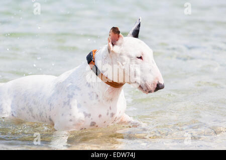White Bull Terrier Hund. Stockfoto